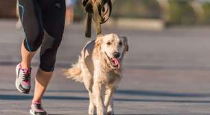 Caminhar com o pet: saiba como se exercitar com o seu cãozinho