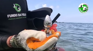 Mergulhadores encontram brinquedo erótico durante mutirão de limpeza em praia de Salvador