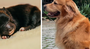 Filhote de golden retriever com shih tzu nasce com apenas 100g e é batizado de Zé Milagre