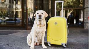 Pets também precisam de seguro de viagem; entenda