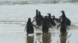 Cerca de 70 pinguins reabilitados são soltos no mar de Florianópolis; veja vídeo