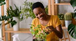 Qual o melhor lugar para colocar a sua planta de horta dentro de casa e como cuidar para não morrer