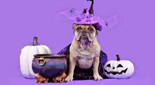 6 formas de aproveitar o Halloween com os pets