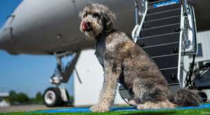 Governo brasileiro muda regras para transporte aéreo de pets