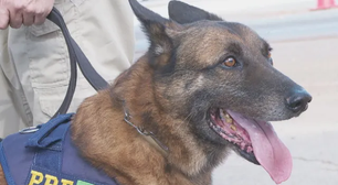 Morre Turco, cão da PRF de Goiás que ajudou a apreender 11 toneladas de drogas