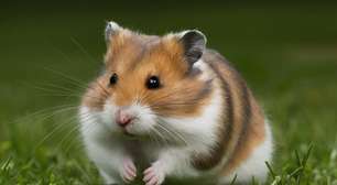 5 curiosidades fascinantes sobre os hamsters