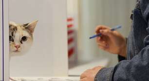 Eleições nos EUA: pets marcam presença em áreas de votação