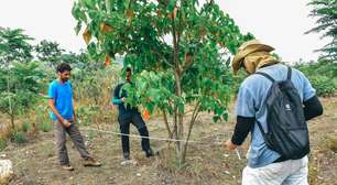 Parque Paleontológico de Itaboraí avança em recuperação ambiental com 65 mil mudas plantadas