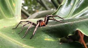 UFMG desenvolve gel que rejuvenesce e causa ereção feito com veneno de aranha