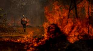 Desmatamento no Cerrado cai 25% em um ano; Amazônia tem queda de 30%