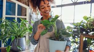 Cheirinho bom e bem-estar: 7 plantas que têm o poder de te fazer sentir melhor