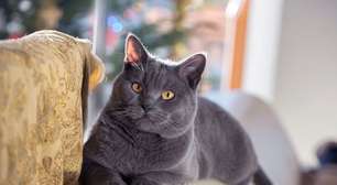 4 características do gato da raça chartreux