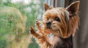 5 dicas para reduzir o estresse do cachorro durante a chuva