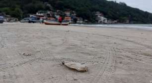 Praia em Florianópolis expõe desafio para manter litoral livre de microplásticos