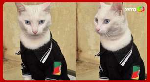 Gata resgatada de enchentes no RS é adotada por policiais, ganha farda e vira 'delegata'