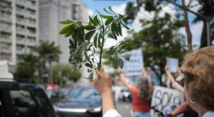 Justiça suspende obra e corte de árvores na zona sul de SP após protestos e ação do MP