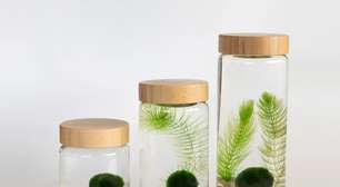 Pet ou planta? Conheça o marimo, alga marinha que é fácil de cuidar e pode ser cultivada em água