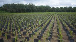 Grupo BBF contibui com agricultura sustentável na Amazônia