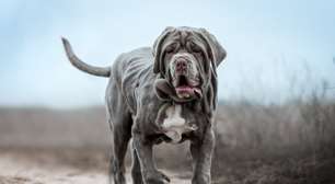 4 características do cachorro da raça mastiff