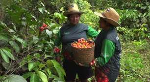 Centro de disputa na COP29, financiamento climático é encarado como salvação da lavoura na Amazônia