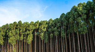 Com Investimentos Estrangeiros, Paraguai Quer Transformar Suas Terras em Ouro Verde