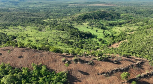 O que é degradação ambiental e como combatê-la