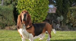 4 características do cachorro da raça basset hound