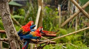 Beach Park: como é o novo parque de aves