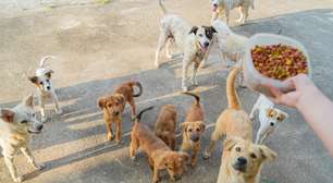 Qual é o melhor horário para dar comida aos cães?