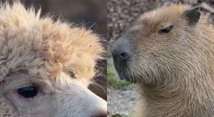 Conhece? Animais que se dão muito bem com os seres humanos