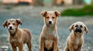 Doença grave, cinomose canina pode ser alvo de campanha de conscientização no Rio