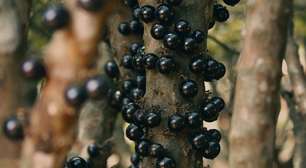 Pão com casca de jabuticaba: aprenda a receita e veja os benefícios