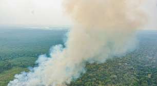 Amazônia tem diversidade empobrecida por incêndios florestais