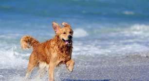 Veja os cuidados necessários com os animais na praia