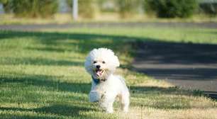 4 características do cachorro da raça bichon bolonhês