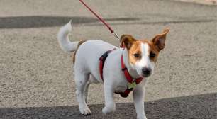 10 cuidados no primeiro passeio com o cachorro na rua