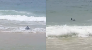 Lobo-marinho Joca volta para o mar após passar dois dias em praia do RJ; veja