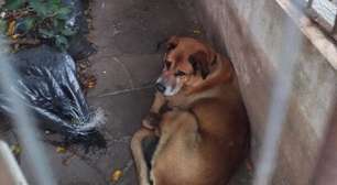 Cachorro abandonado no Bairro Menino Deus enfrenta situação crítica de saúde