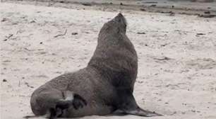 Joca, é você? Lobo-marinho aparece em praia de Niterói e gera suspeitas se é o mesmo que estava em Ipanema