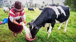 'Ouro bovino': o negócio milionário de venda de cálculos biliares de vacas da América do Sul para a China