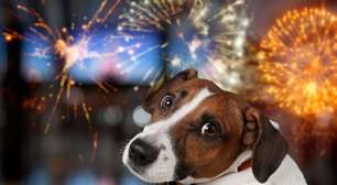 Saiba como proteger os pets durante o período de fogos de artifício