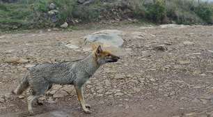 Cruzamento de graxaim-do-campo com cachorro gerou animal híbrido que impressionou pesquisadores