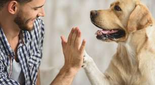 Tem pet? Curiosidades sobre os cachorros