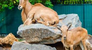 BioParque do Rio abre todos os dias durante o verão