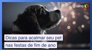 Veterinária dá dicas para acalmar seu pet nas festas de fim de ano