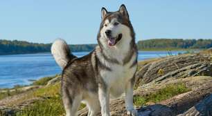 4 características do cachorro da raça malamute do Alasca