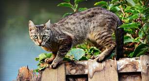 Como evitar um gato assustado com os fogos? Essa é a melhor solução, segundo especialistas