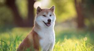 4 características do cachorro da raça shiba