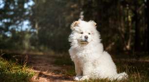 8 raças de cachorro que não gostam muito de carinho: eles são mais independentes e não curtem tanto chamego