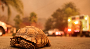 As imagens das pessoas e animais que tentam fugir dos piores incêndios da história em Los Angeles